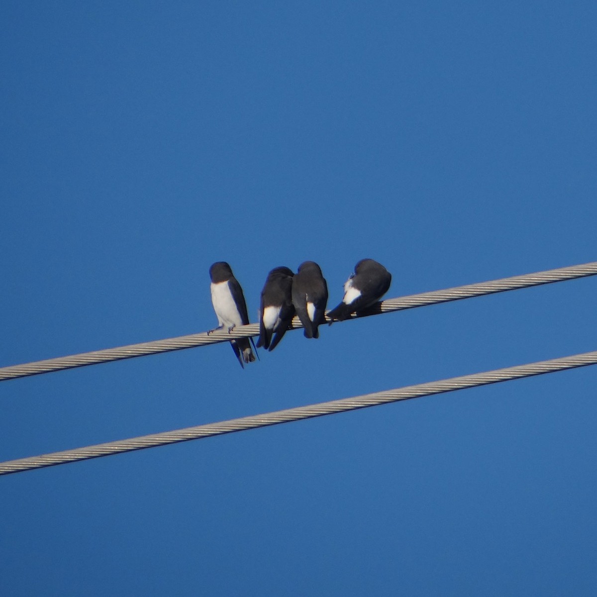 White-breasted Woodswallow - Milly Formby