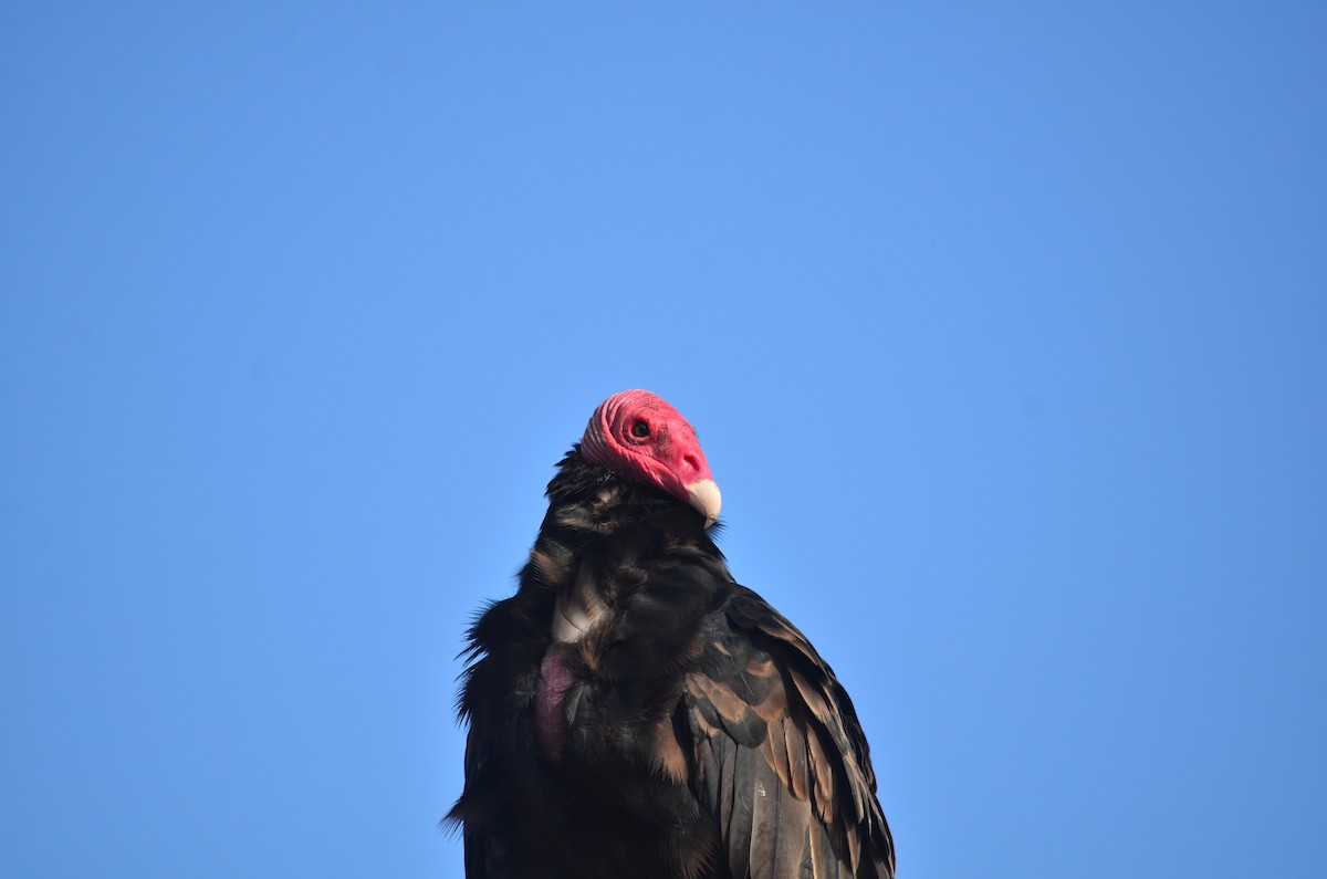 Turkey Vulture - ML580874401