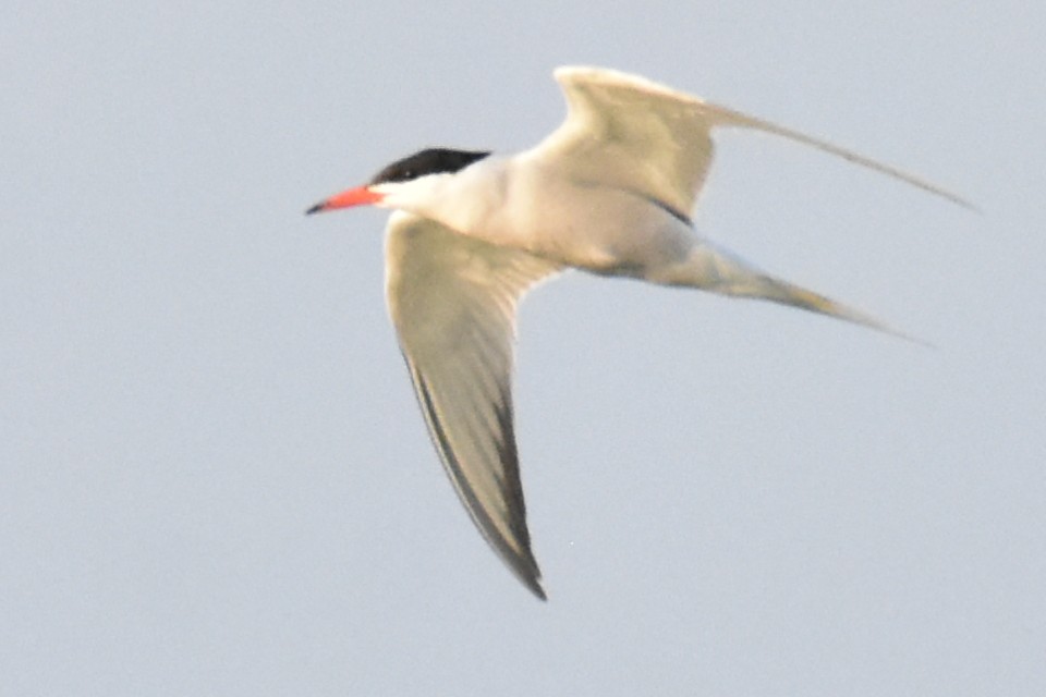 Common Tern - ML580875141