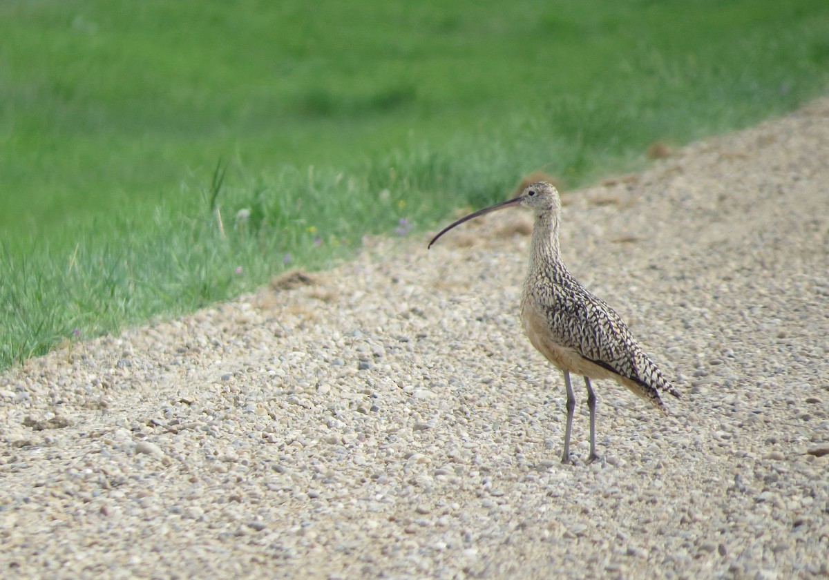 Long-billed Curlew - Andrew Don