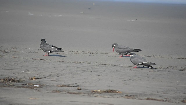 Inca Tern - ML580875951