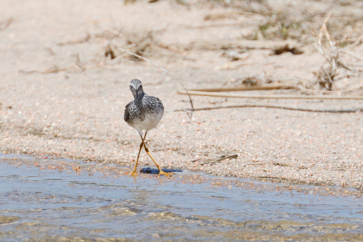 Lesser Yellowlegs - ML580876401