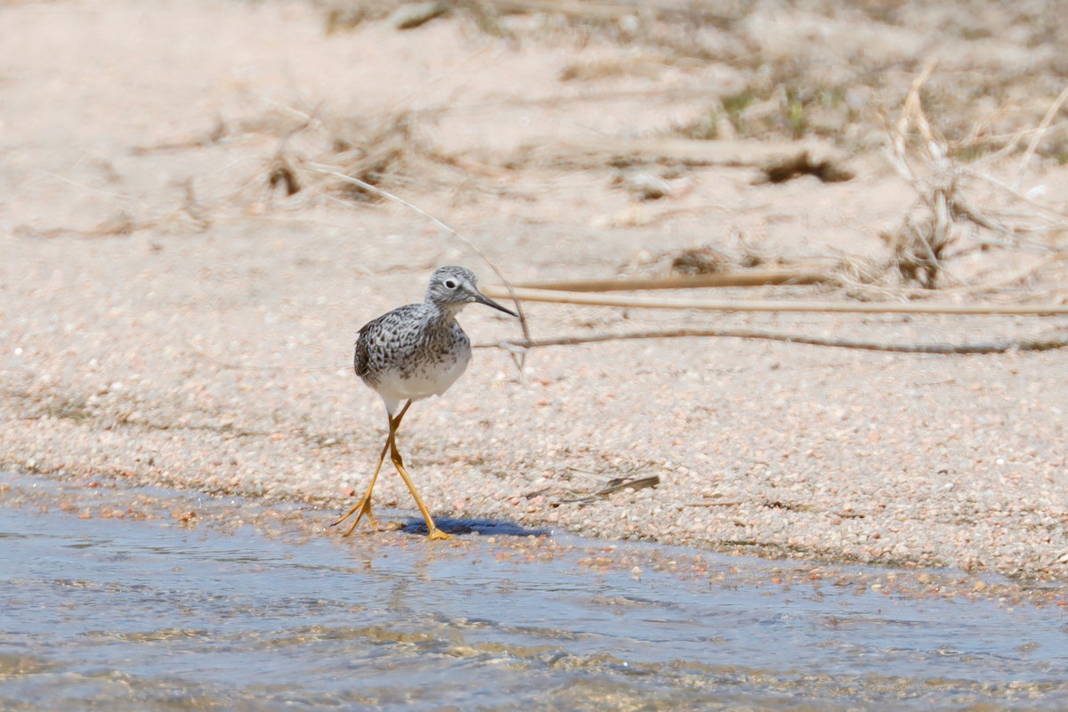 Lesser Yellowlegs - ML580876411