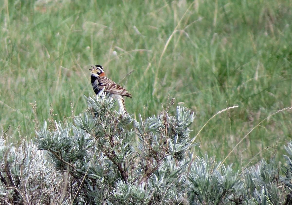 Chestnut-collared Longspur - ML580876451