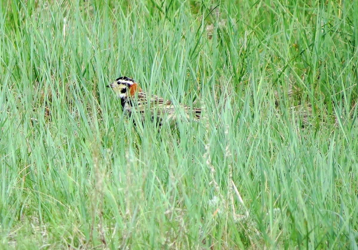 Chestnut-collared Longspur - ML580876521