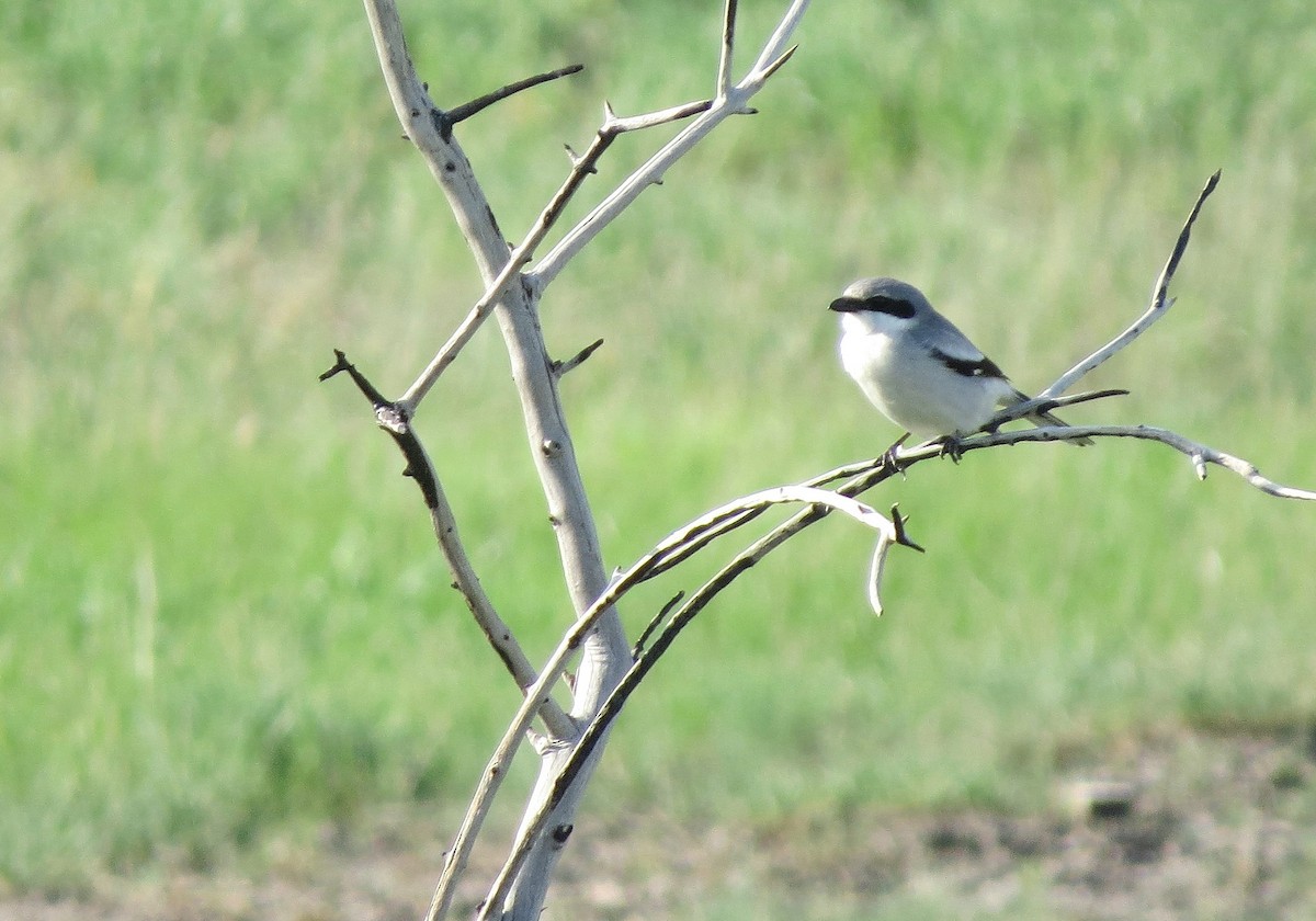 Loggerhead Shrike - ML580876531