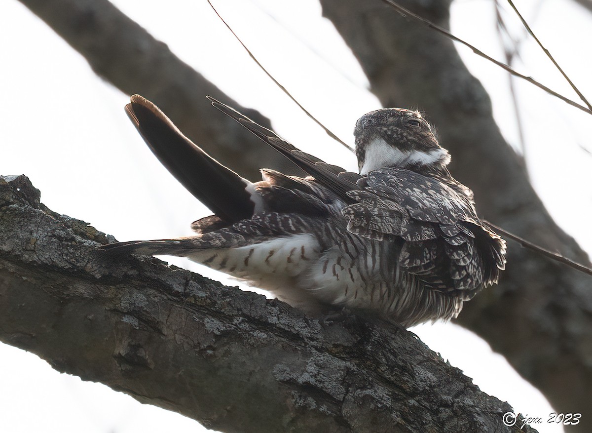 Common Nighthawk - ML580876971