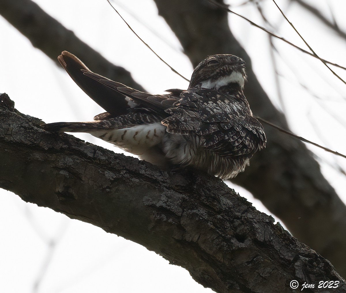 Common Nighthawk - ML580876981