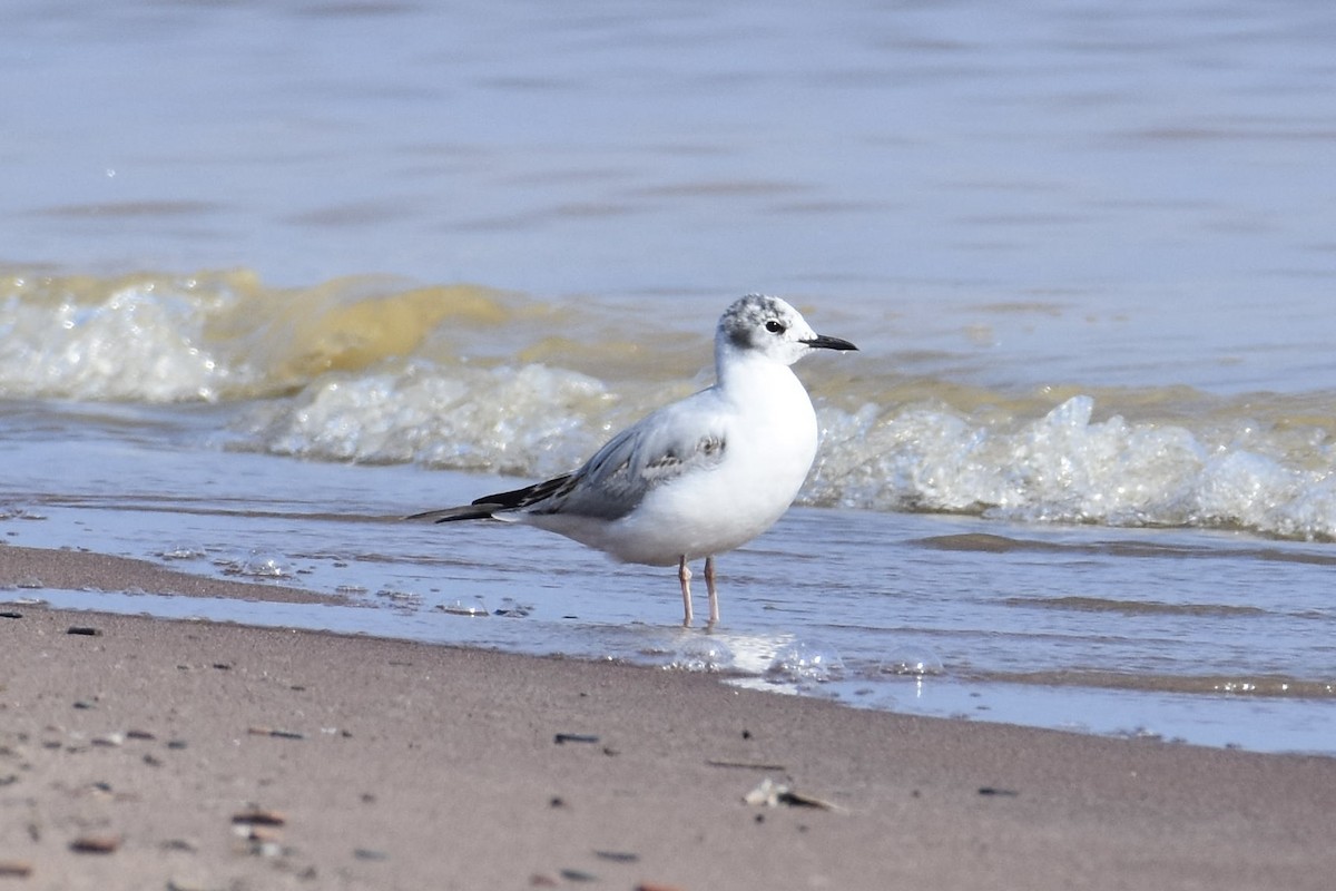 Mouette de Bonaparte - ML580879661