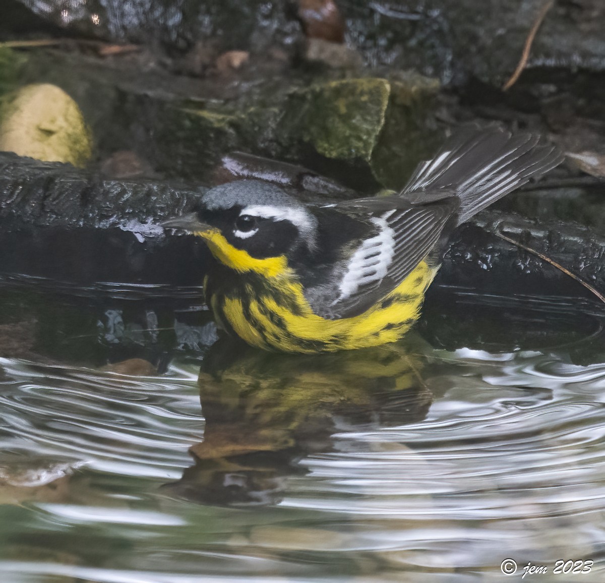 Magnolia Warbler - ML580880261