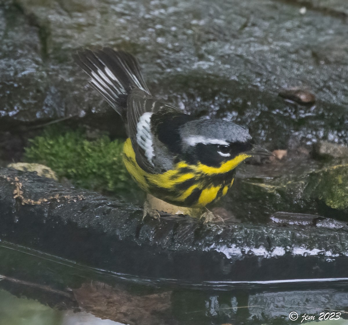 Magnolia Warbler - ML580880271