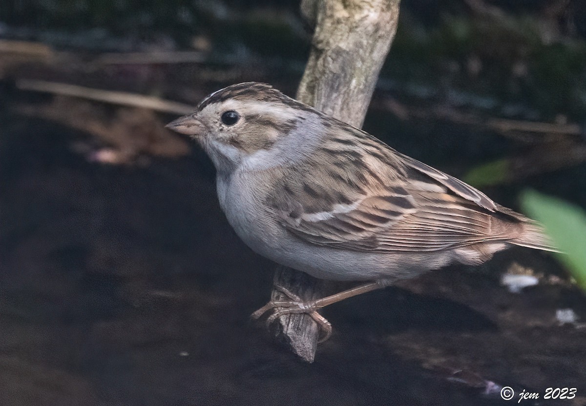 Clay-colored Sparrow - ML580880401