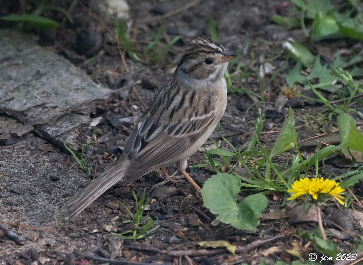 Clay-colored Sparrow - ML580880411