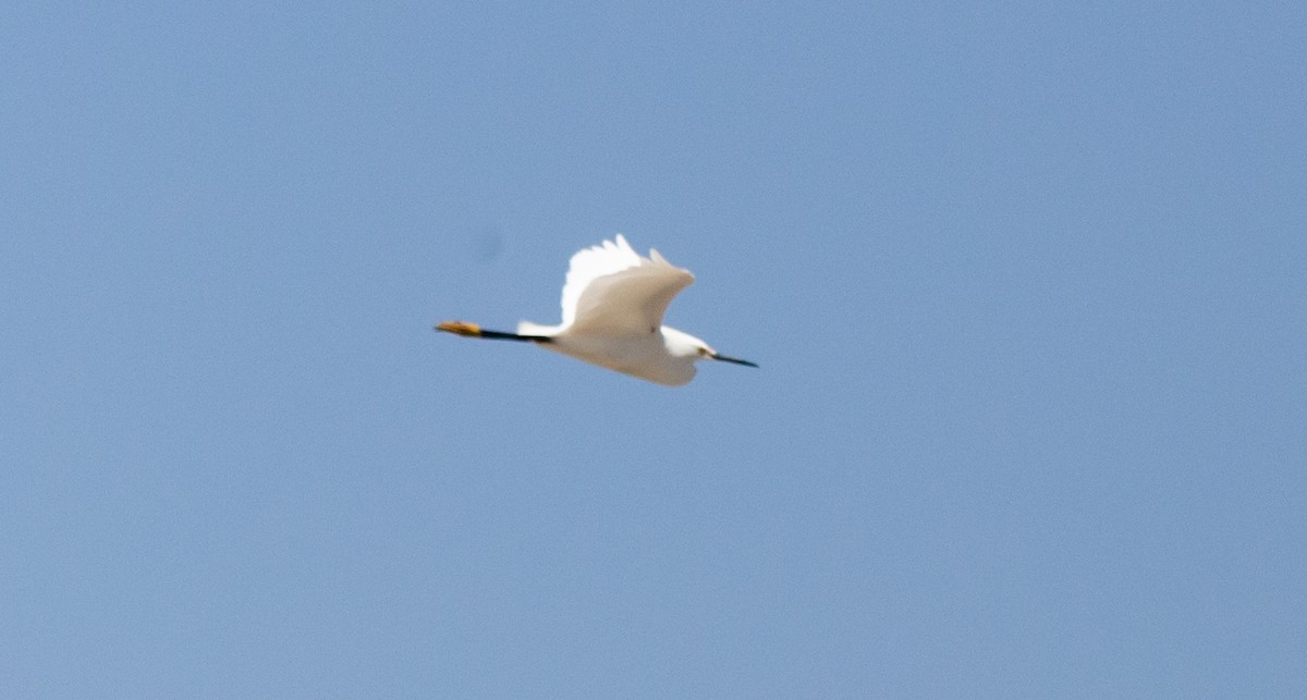 Snowy Egret - ML580881321