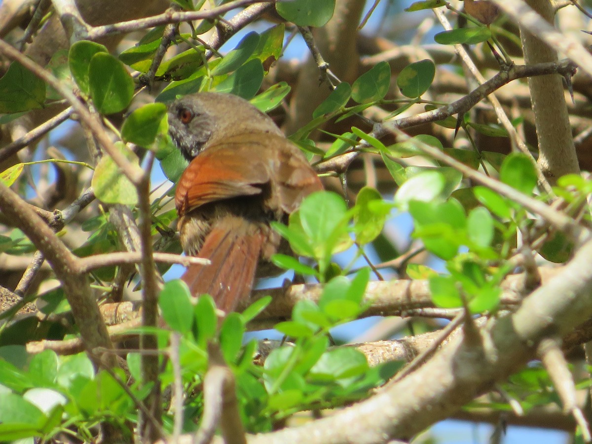 Rufous-breasted Spinetail - ML580881401