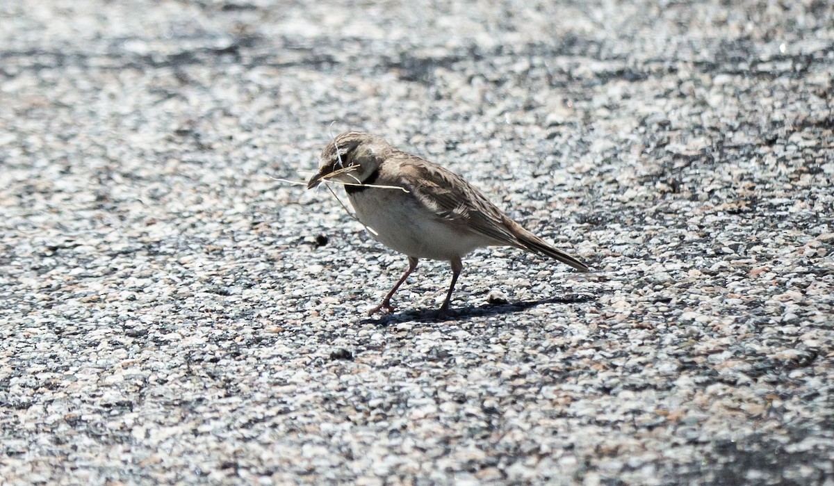 Horned Lark - ML580881461