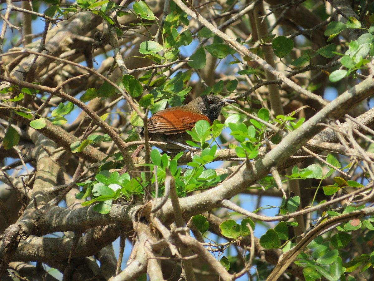 Rufous-breasted Spinetail - ML580881481