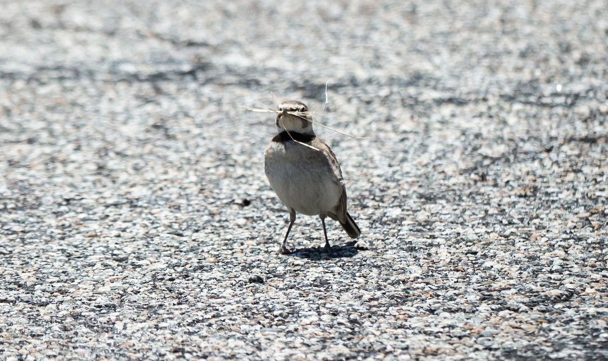 Horned Lark - ML580881591