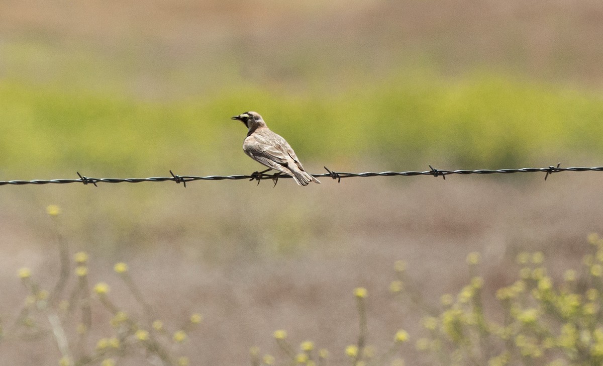 Horned Lark - ML580881901