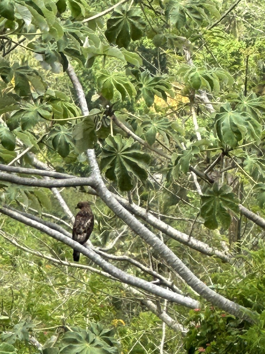 Broad-winged Hawk (Caribbean) - ML580881951