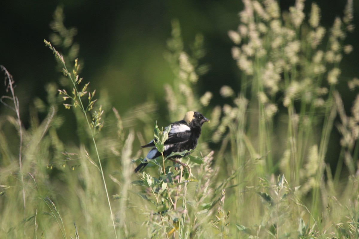 bobolink americký - ML580882051