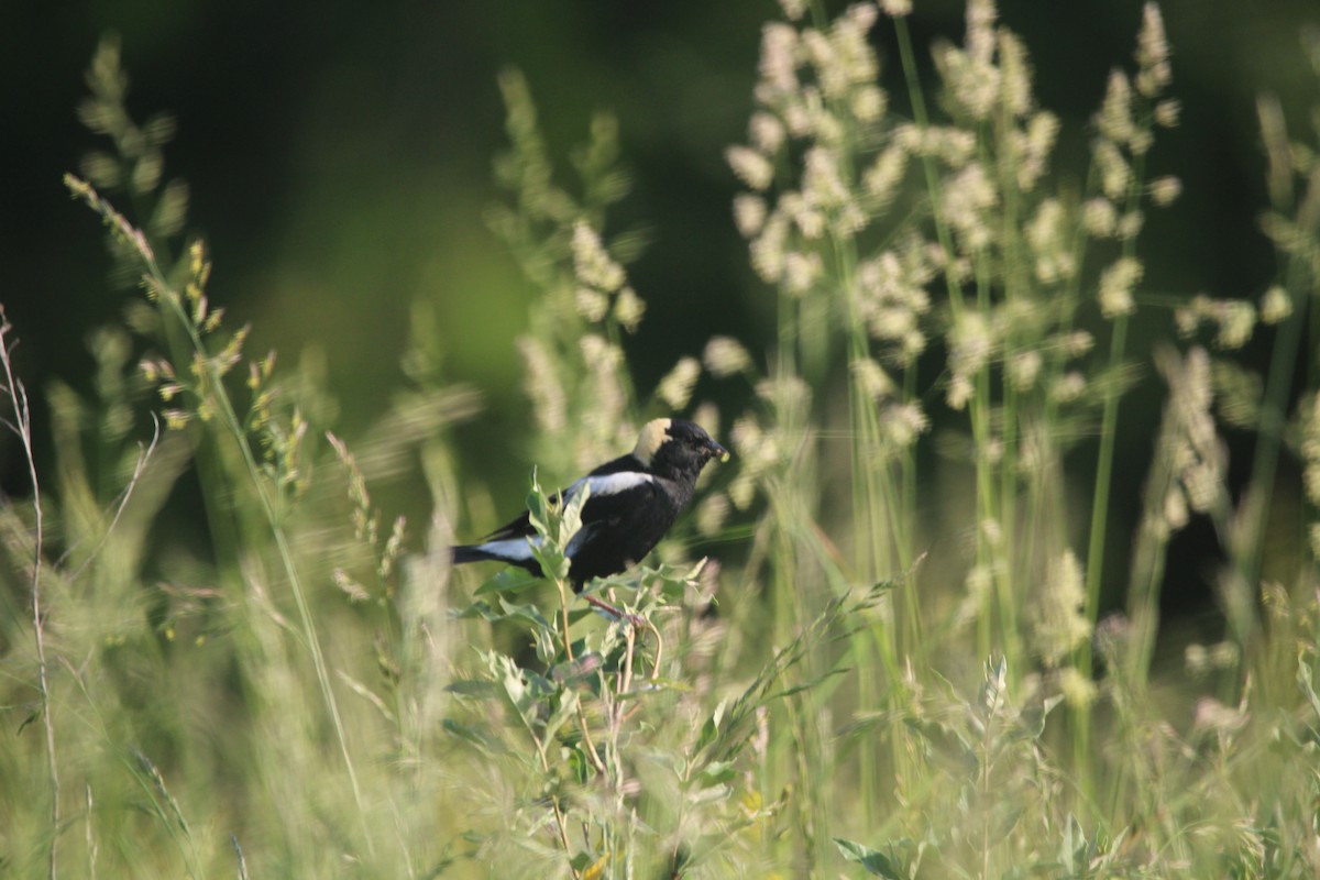 Bobolink - Jonathan Wilhelms