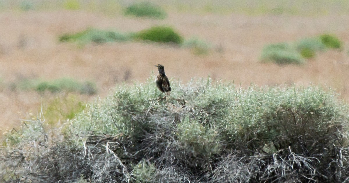 Western Meadowlark - ML580882691