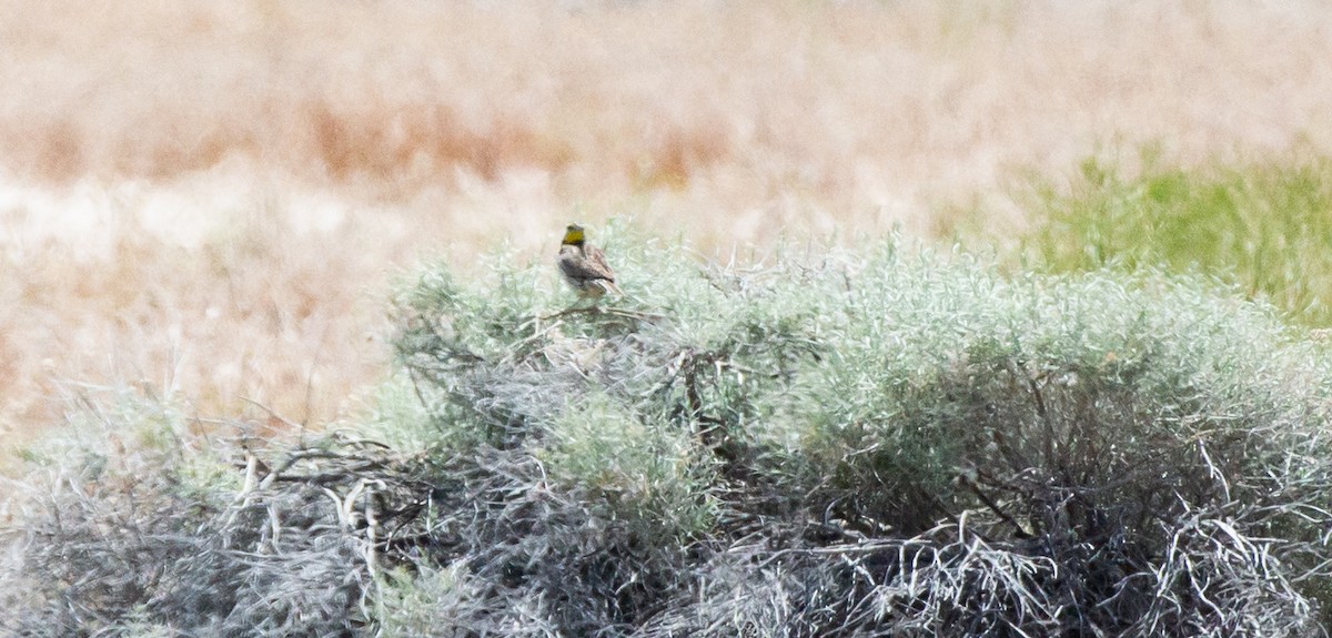Western Meadowlark - ML580882871