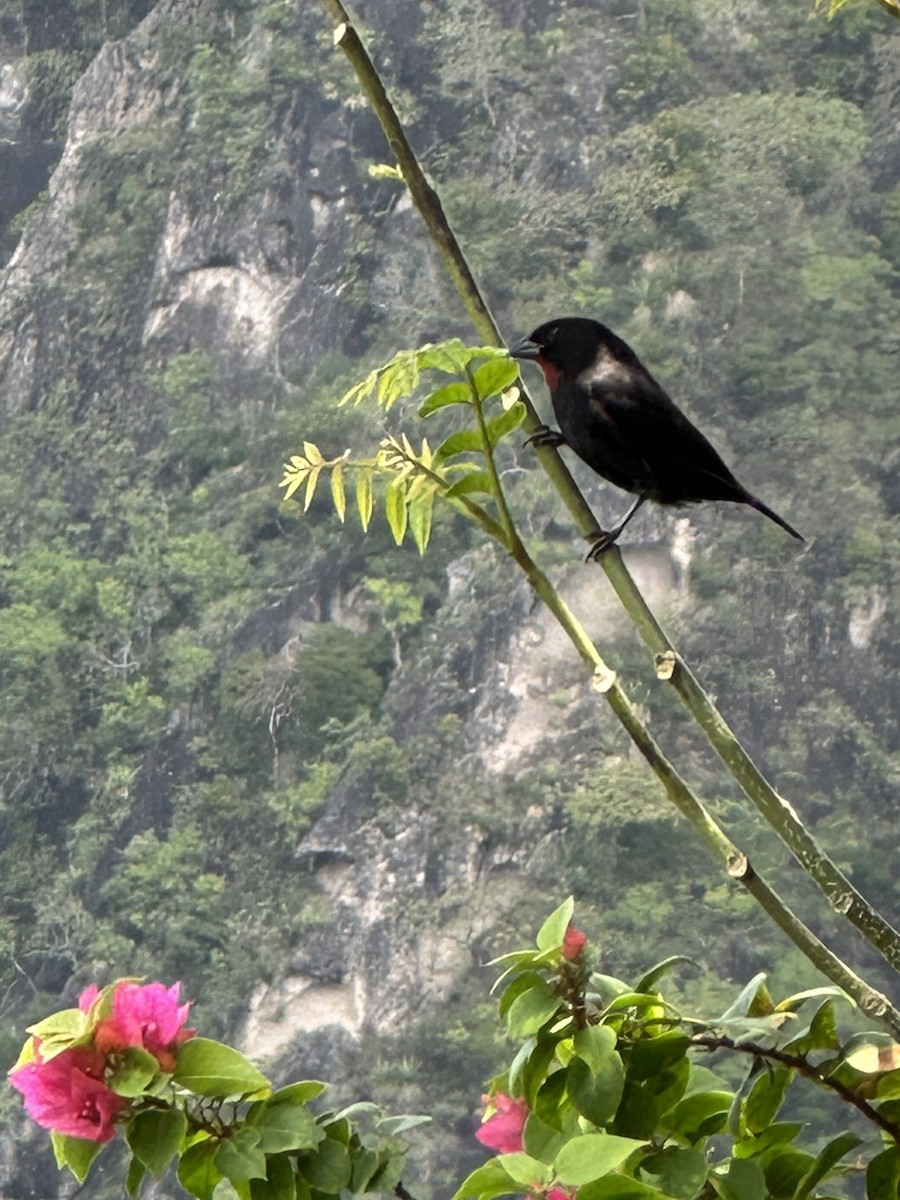 Lesser Antillean Bullfinch - ML580883021