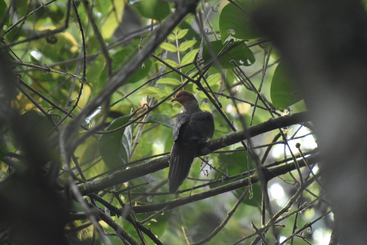 Little Cuckoo-Dove - ML580884671