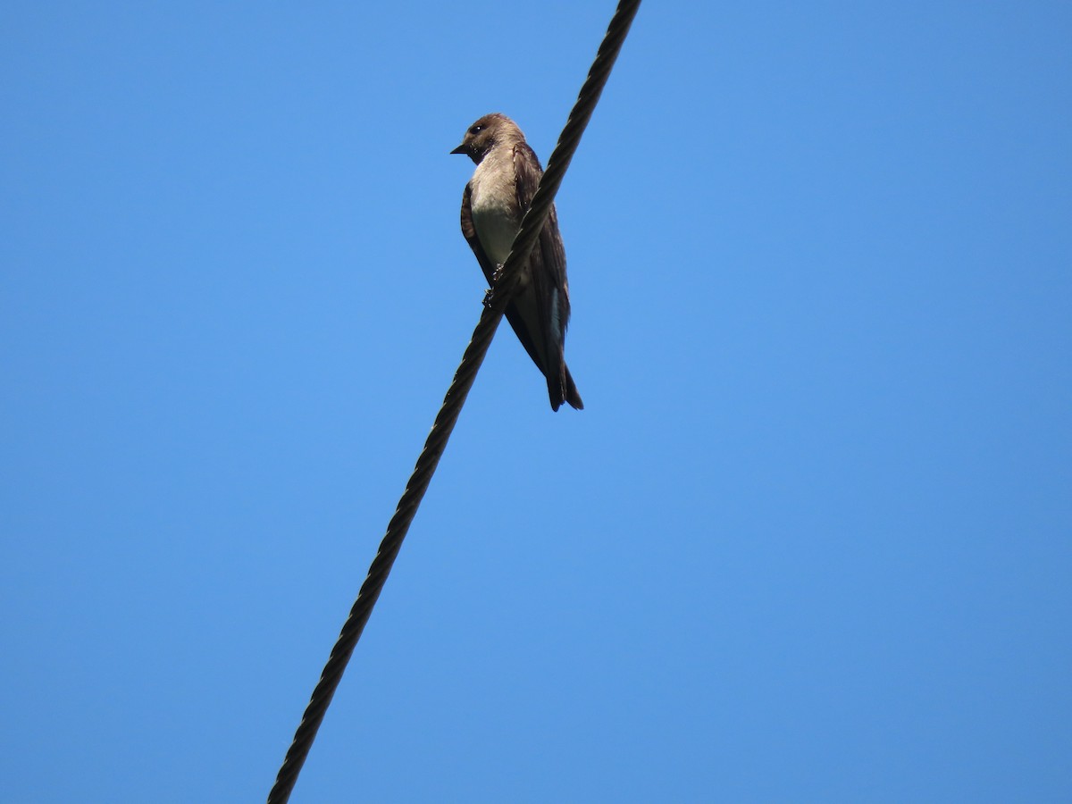 Northern Rough-winged Swallow - ML580884951