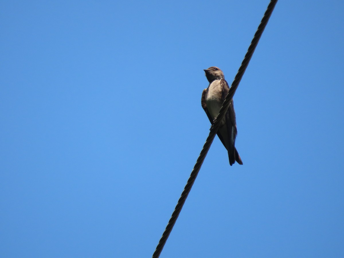 Hirondelle à ailes hérissées - ML580884961