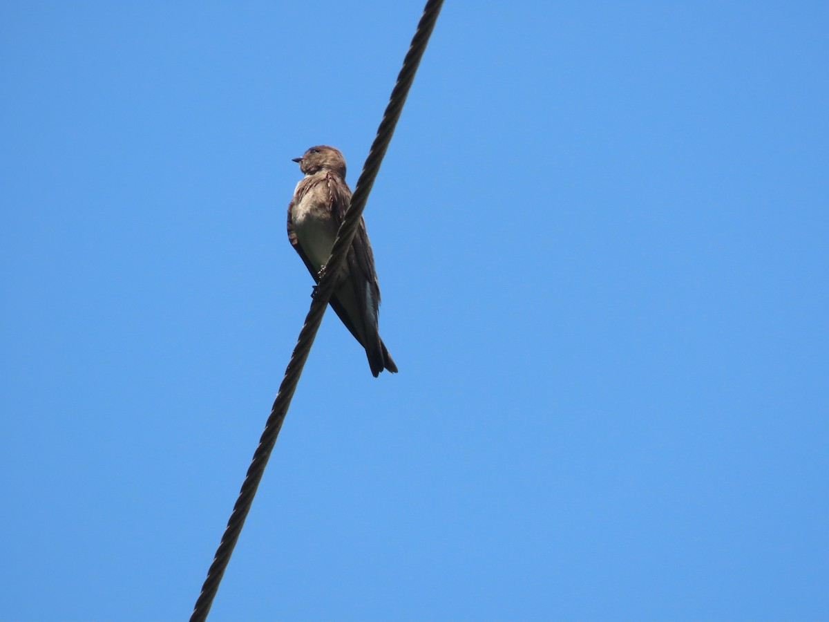 Northern Rough-winged Swallow - ML580884971