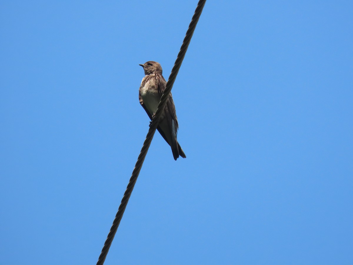 Northern Rough-winged Swallow - ML580884981