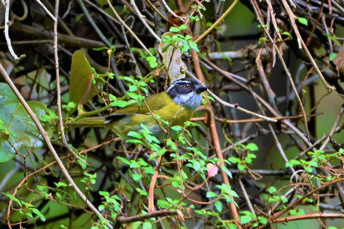 Sooty-capped Chlorospingus - ML580885111