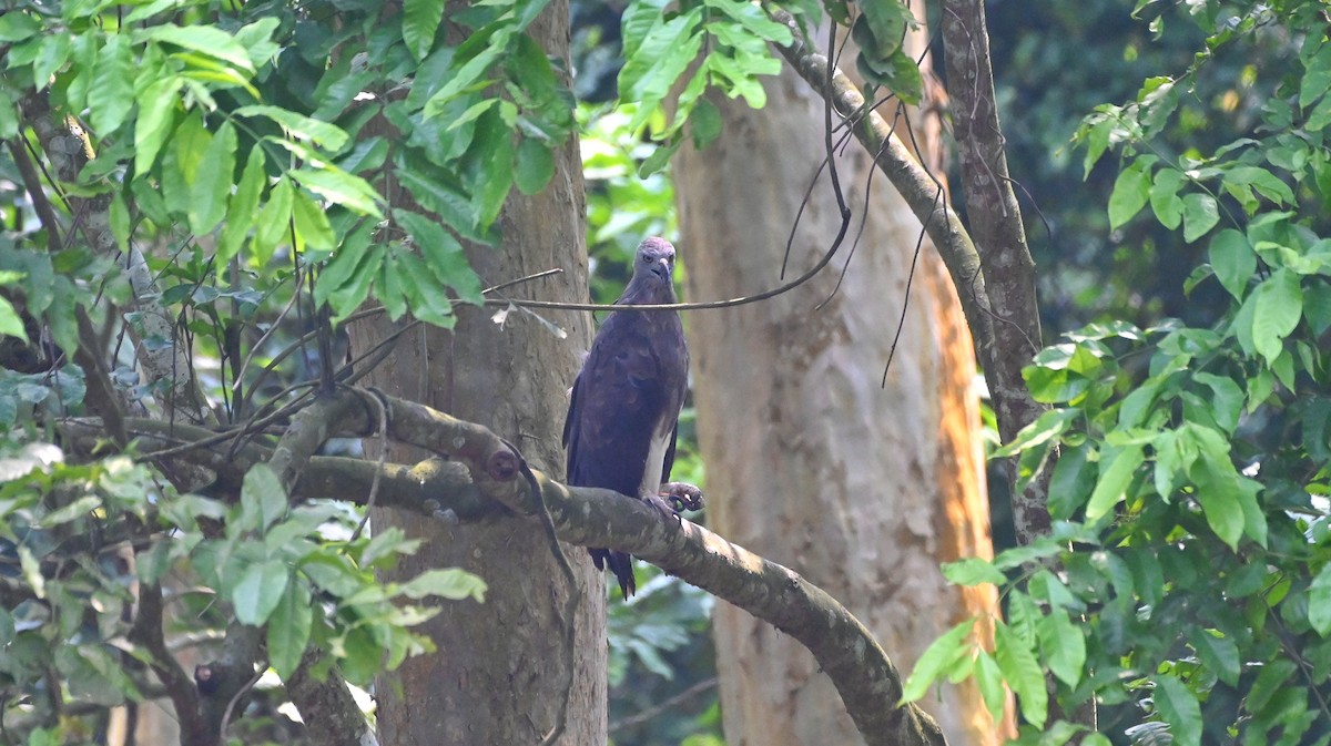 Gray-headed Fish-Eagle - ML580885191