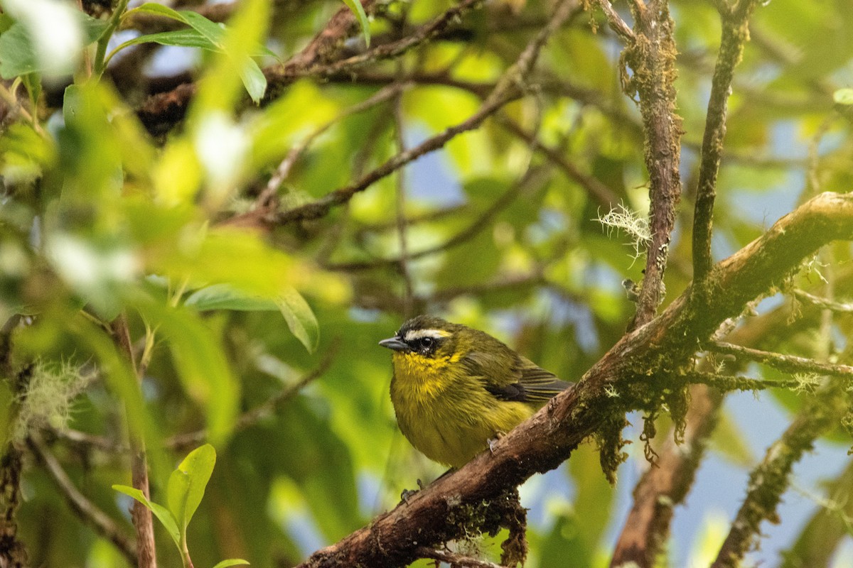 Superciliaried Hemispingus - Miguel Clavijo