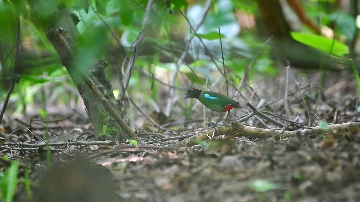 Western Hooded Pitta - ML580886131