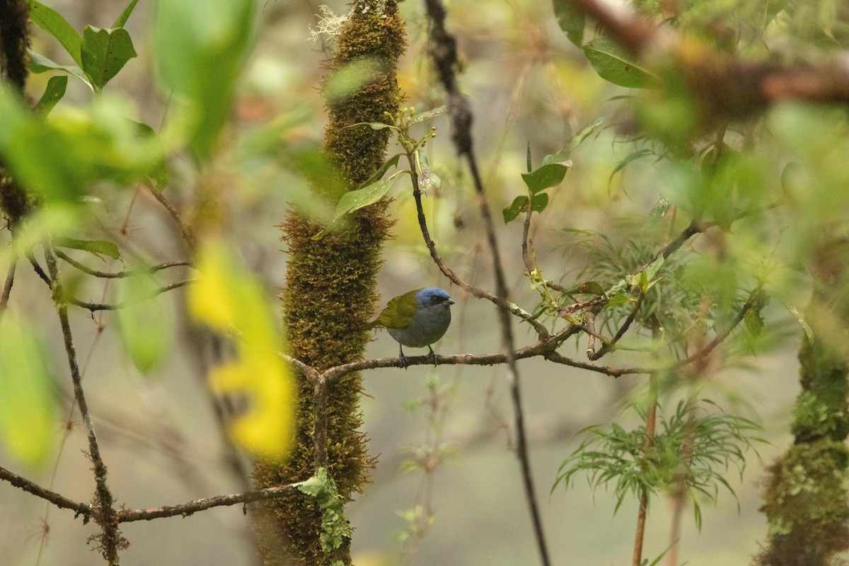 Blue-capped Tanager - ML580886801