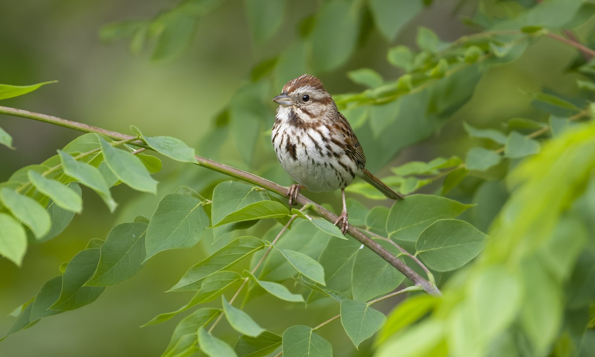 Song Sparrow - ML580889271