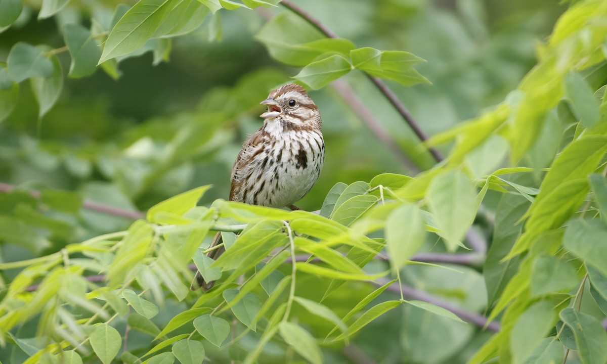 Song Sparrow - Heather Wolf