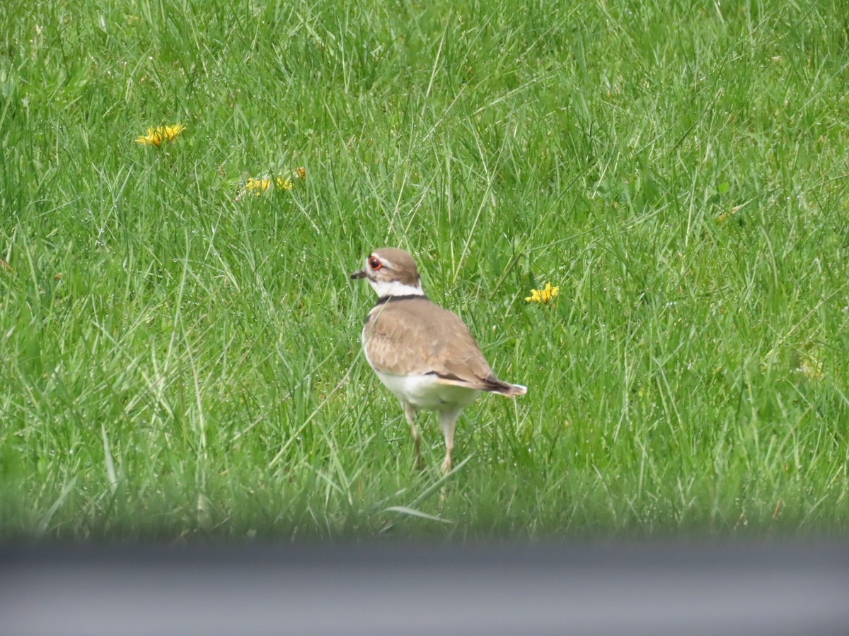 Killdeer - ML580890201