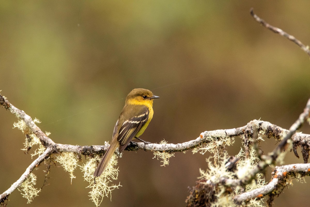 Ochraceous-breasted Flycatcher - ML580892411