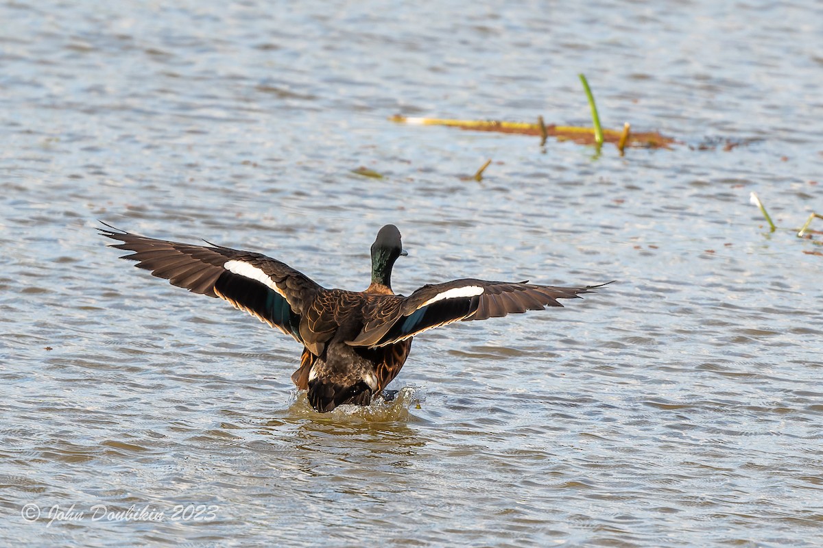 Chestnut Teal - ML580892561