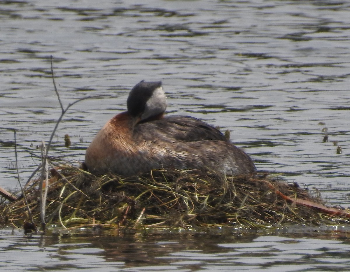 Red-necked Grebe - ML580894081