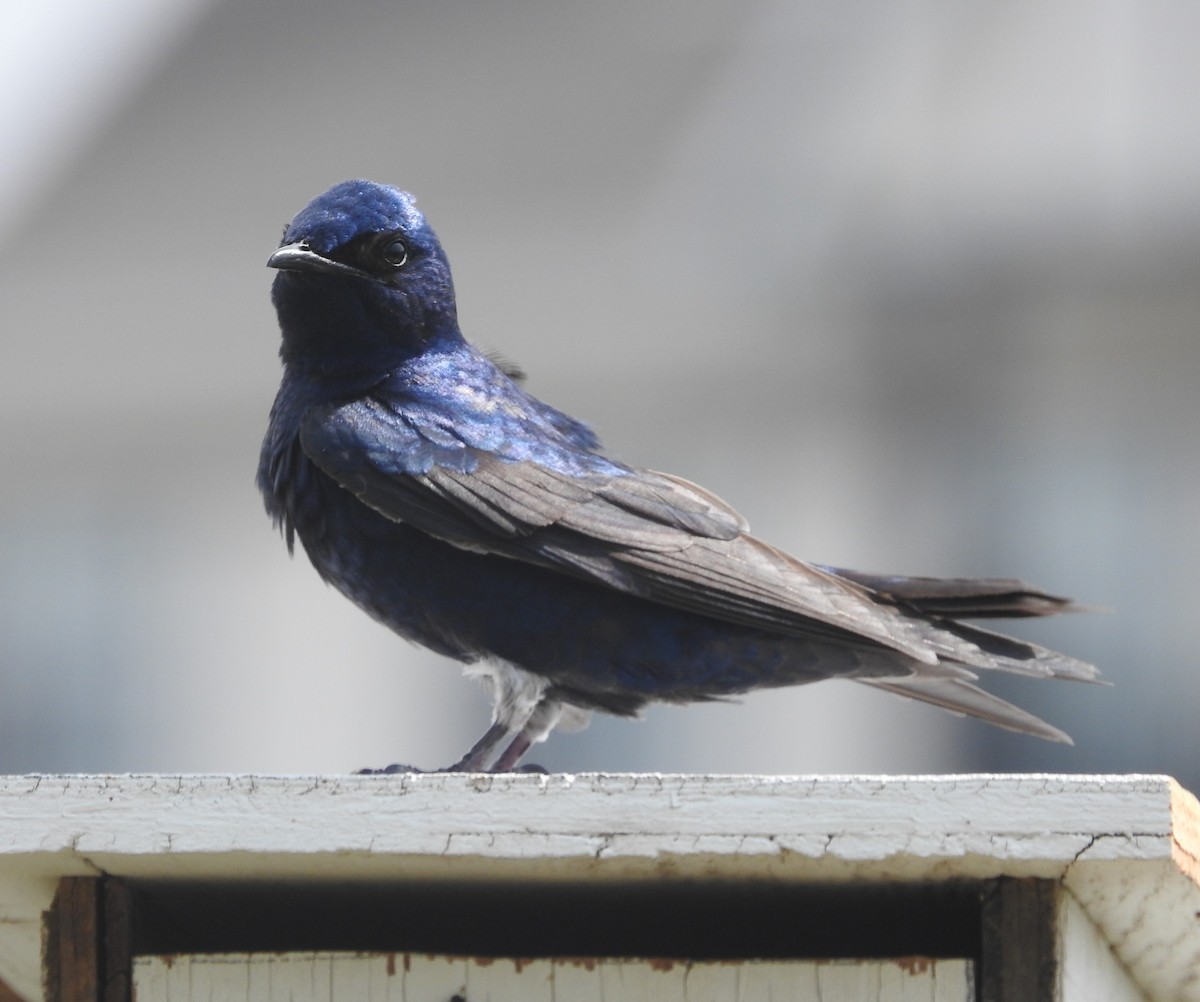 Purple Martin - ML580894261