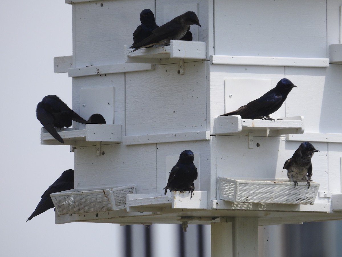 Purple Martin - ML580894271