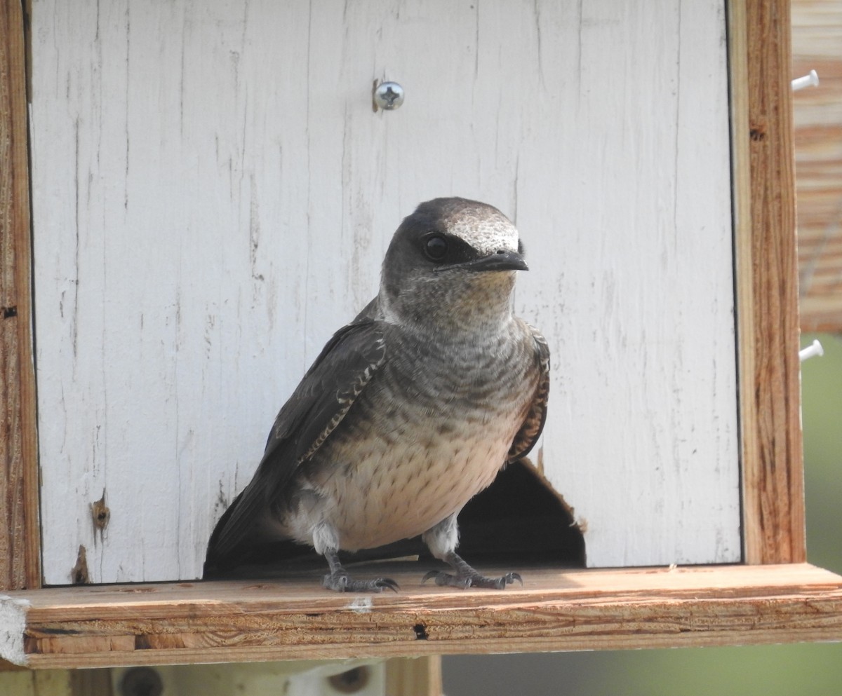 Purple Martin - ML580894281