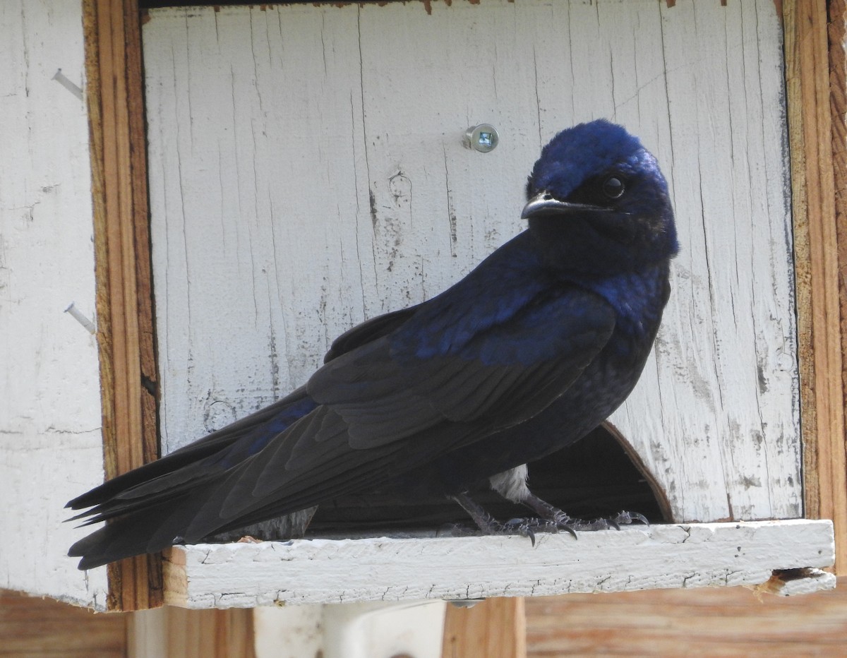 Purple Martin - ML580894291