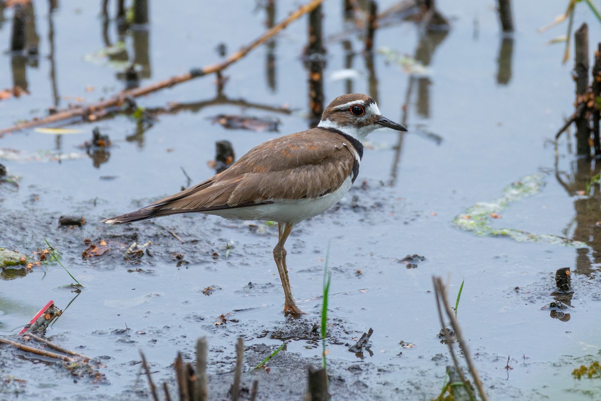 Killdeer - ML580894851